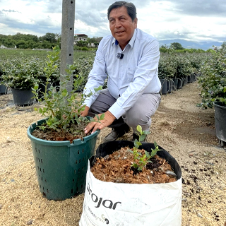 plantas arandanos ecuador